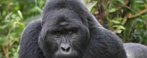 Gorilla trekking safaris