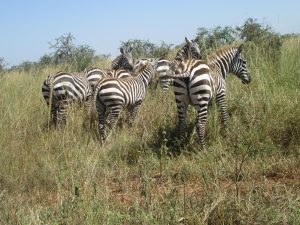 African wildlife photography