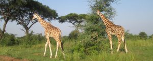 african wildlife photography safaris