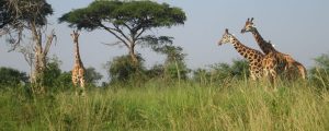 african wildlife photography in uganda