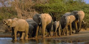 Wildlife Safaris Uganda